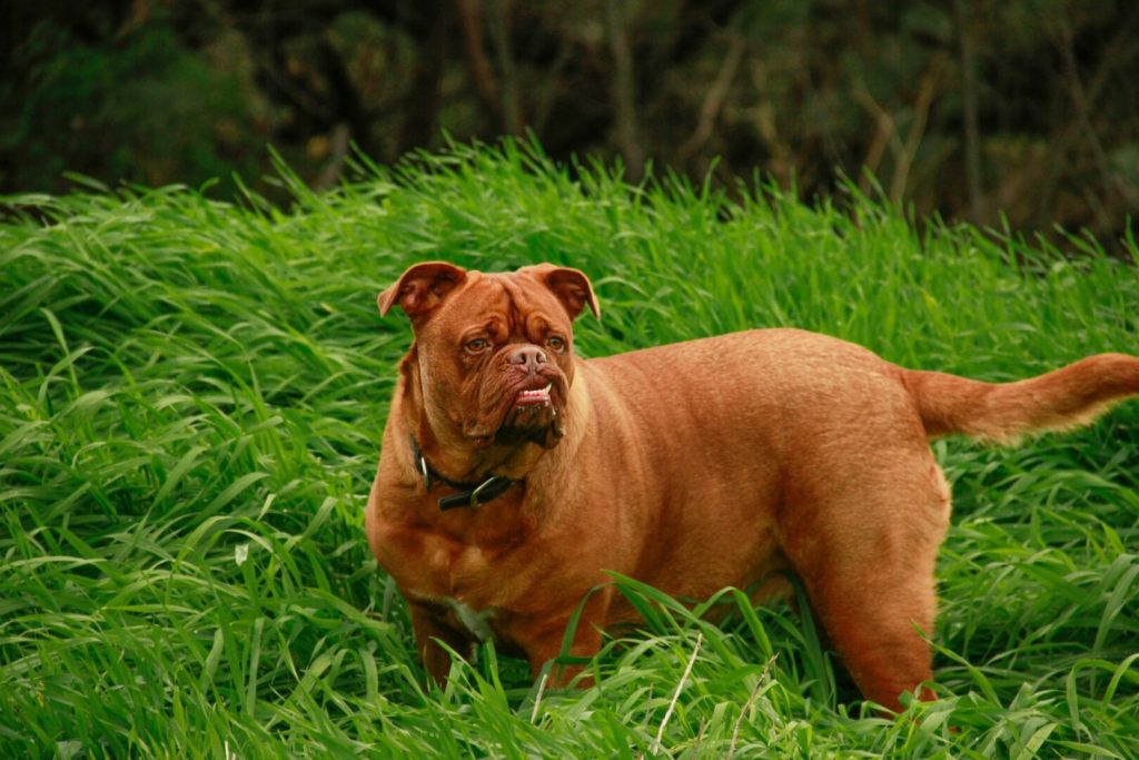 Cane marrone seduto su un prato verde – Oiusho