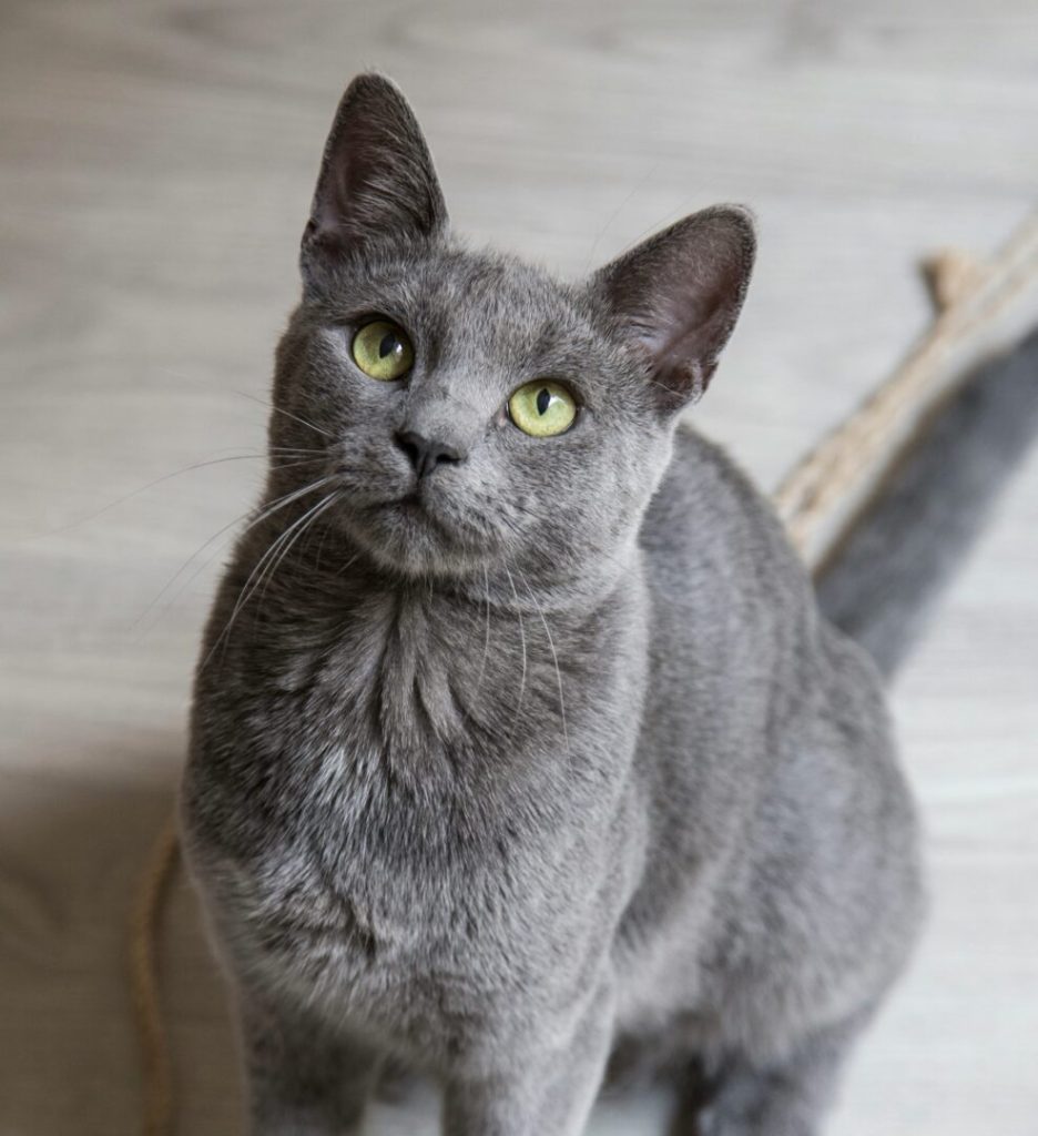 Gattina gettata da un’auto a Cervinara: salvata e chiamata Fortunata – Oiusho Gattina Fortunata salvata a Cervinara dopo essere stata gettata da un’auto
