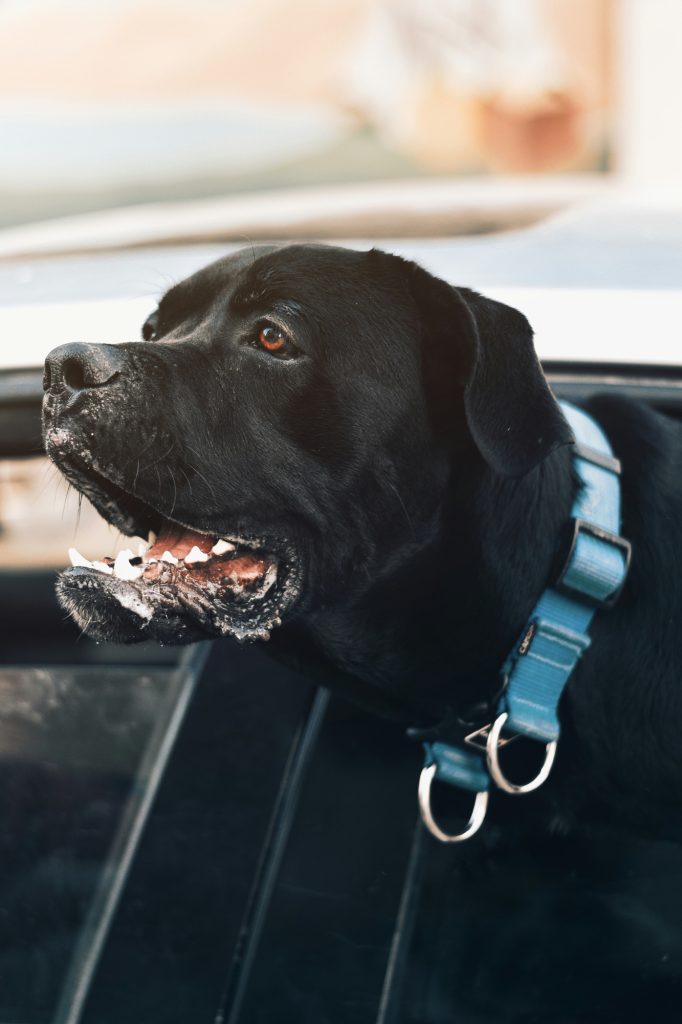 Bimbo di 3 anni azzannato dal cane di famiglia: “Voleva solo giocare, è buono” | Oiusho Bimbo di 3 anni morso dal cane del nonno a Treviso, ricoverato in codice giallo | Oiusho
