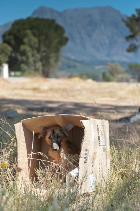 Cane trovato morto dopo abbandono su balcone a Lecce