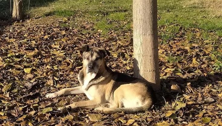 Nero muore di crepacuore per i botti: 12 anni in canile, il sogno di una famiglia spezzato dal terrore Nero, cane anziano morto in canile a Firenze per lo spavento causato dai botti di fine anno.