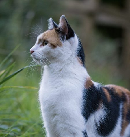 Il gatto Green ucciso dopo giorni di agonia a Chioggia