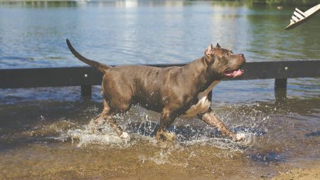 bambino ucciso pitbull Zante tragedia nel giardino di casa