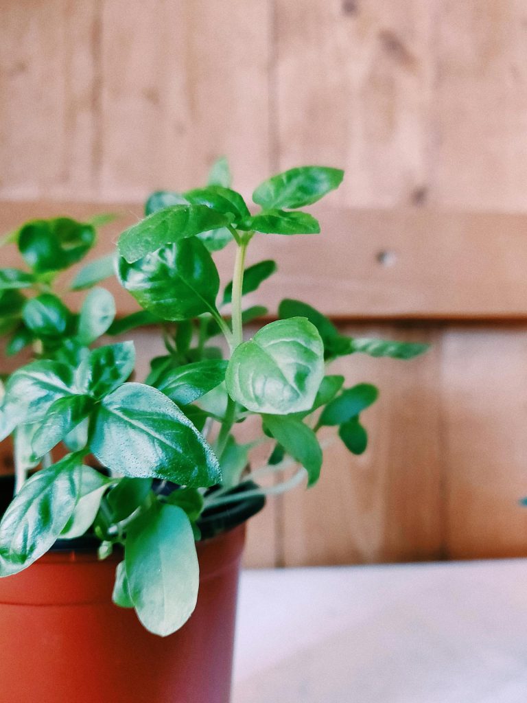 furto pianta basilico trieste