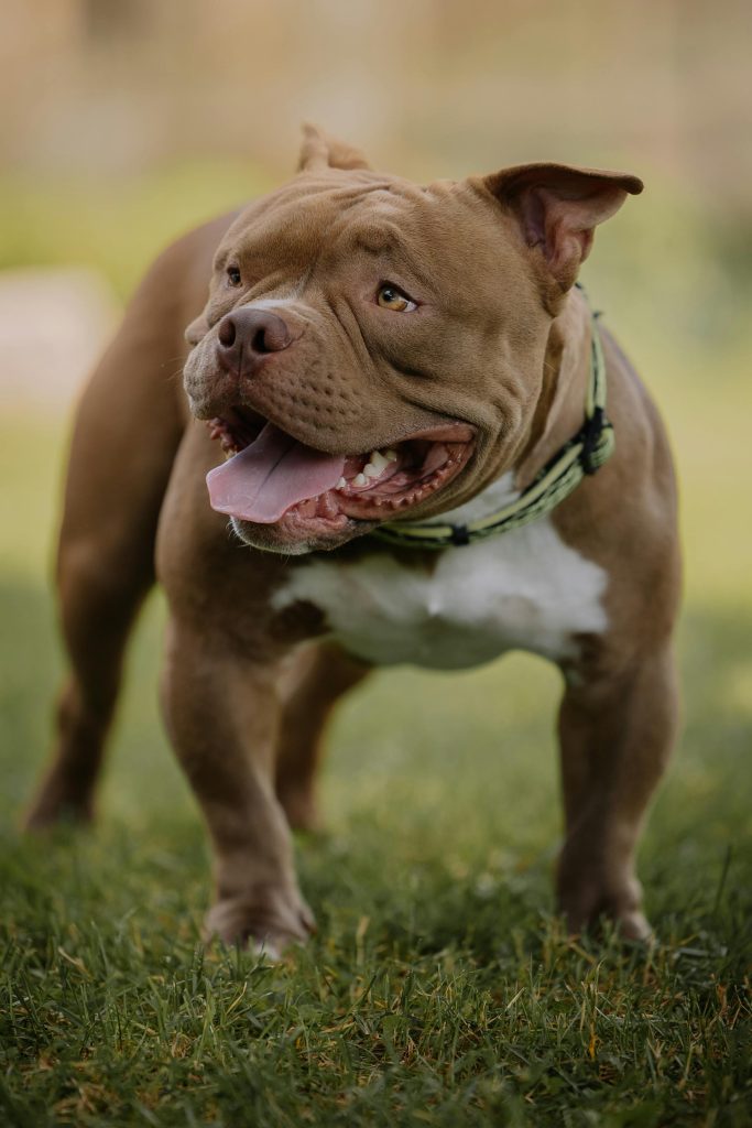 Pitbull aggredisce proprietario in casa a Capena