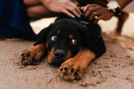 cane abbandonato balcone como salvato dai carabinieri
