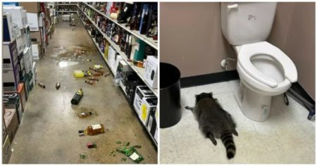 Procione ubriaco fa irruzione in un negozio di liquori in Virginia: la foto virale e l’intervento delle autorità Procione ubriaco trovato in un negozio di liquori in Virginia
