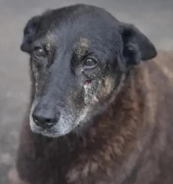 Orelha: torturato per una notte da 4 adolescenti, il cane anziano muore e il Brasile esplode di rabbia Orelha, cane anziano di comunità a Florianópolis in Brasile