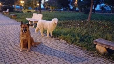 Billy e Nina uccisi a fucilate: giorni di agonia e 5mila euro per trovare il responsabile Billy e Nina, cani di quartiere uccisi a fucilate nel Tarantino