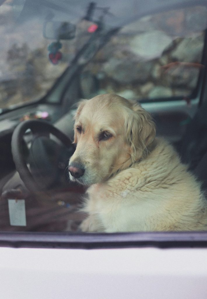 Cane lasciato chiuso in auto a Merano 2000
