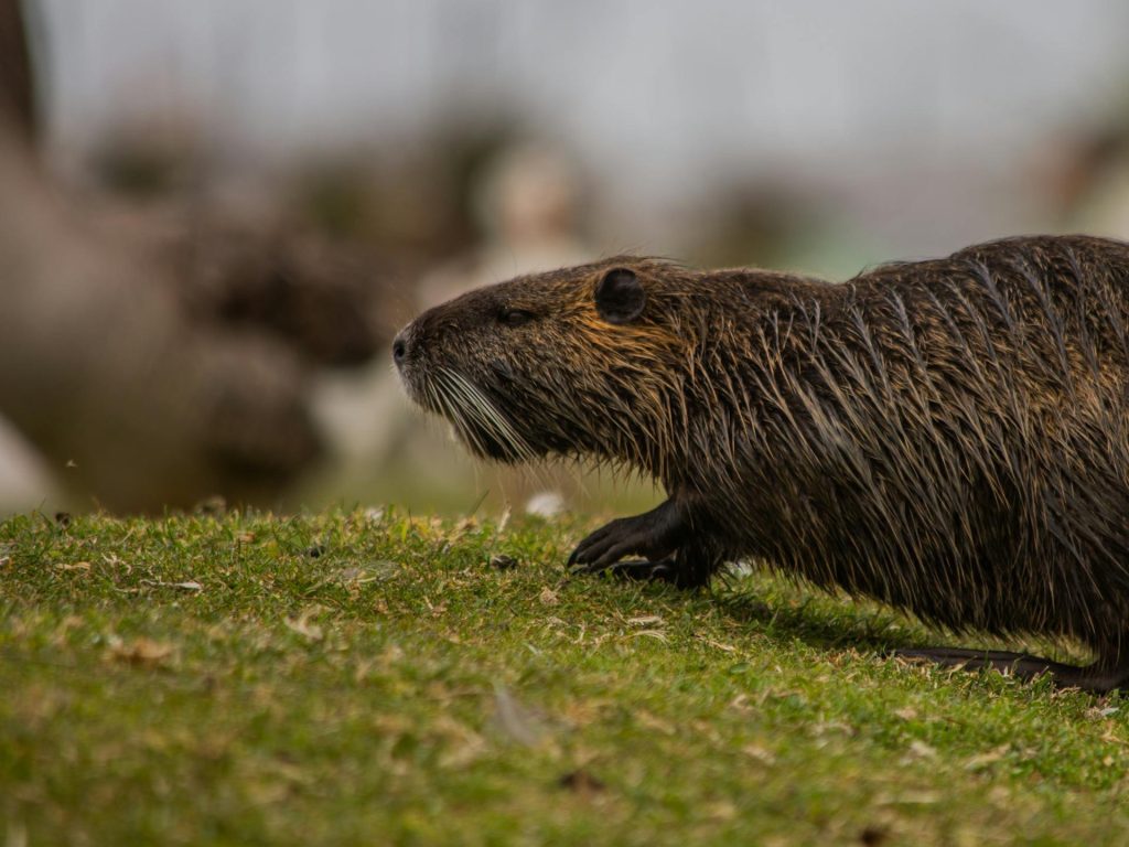 Il Veneto propone la nutria a tavola: «Carne magra, delicata e adatta anche per la dieta Nutria lungo un corso d’acqua in Veneto, specie invasiva al centro della proposta di utilizzo alimentare