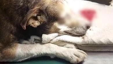 Bacoli, cane legato e picchiato quasi a morte: indagini e rabbia del sindaco Cane legato e picchiato a Bacoli ridotto in fin di vita