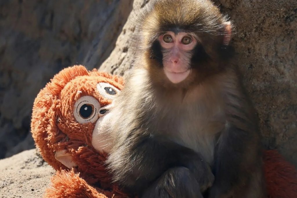 Punch, la scimmietta abbandonata che stringe un peluche: la storia virale che sta commuovendo il mondo Punch scimmietta abbandonata stringe un peluche allo zoo di Ichikawa