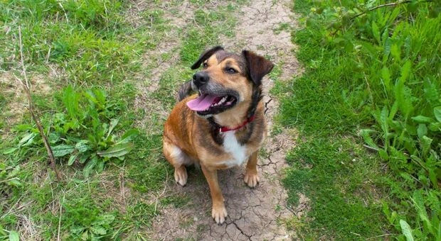 Cane impiccato al trattore Teramo: condanna a 6 mesi fa discutere Cane trovato impiccato alla forca di un trattore a Teramo