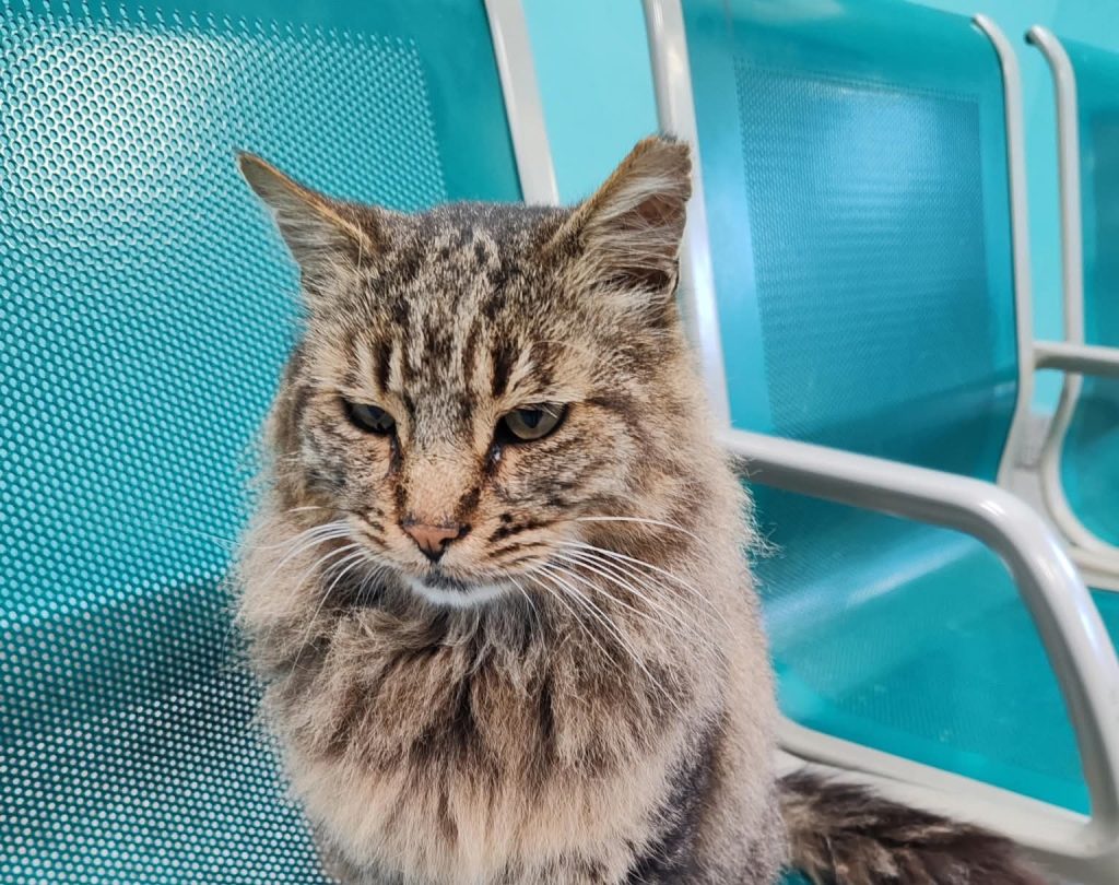 Il gatto Cesare mascotte dei pendolari ucciso su un treno vicino Roma