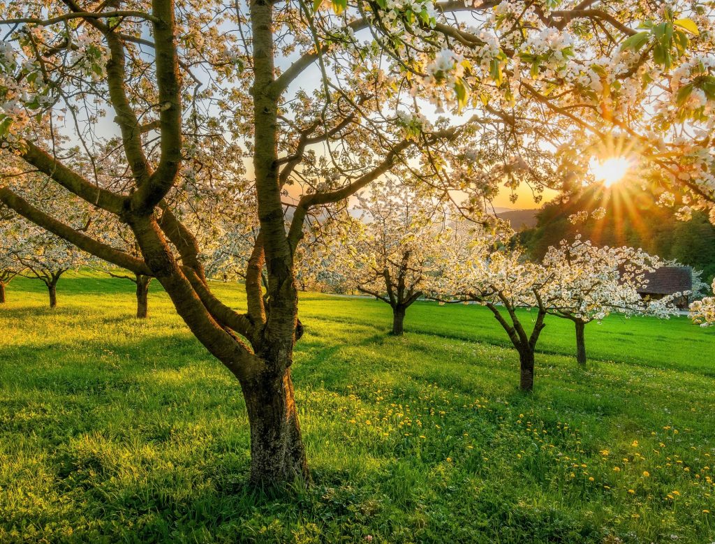 Meteo primavera 2026 in Italia: come sarà il tempo tra marzo, aprile e maggio meteo primavera 2026 in Italia previsioni stagione