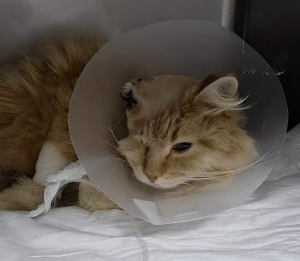“Gli hanno bruciato l’orecchio e legato le zampe”: Odino torturato e lasciato in fin di vita, choc a Roma gatto Odino torturato Roma Acilia orecchio bruciato e arti feriti
