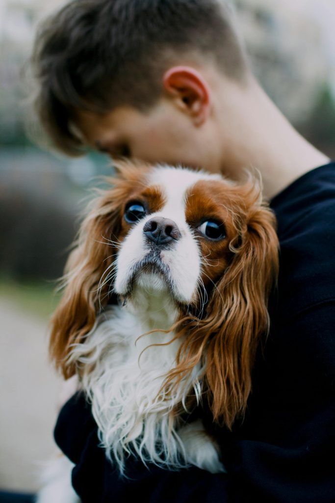 Cane domestico simbolo del dibattito sull’umanizzazione degli animali