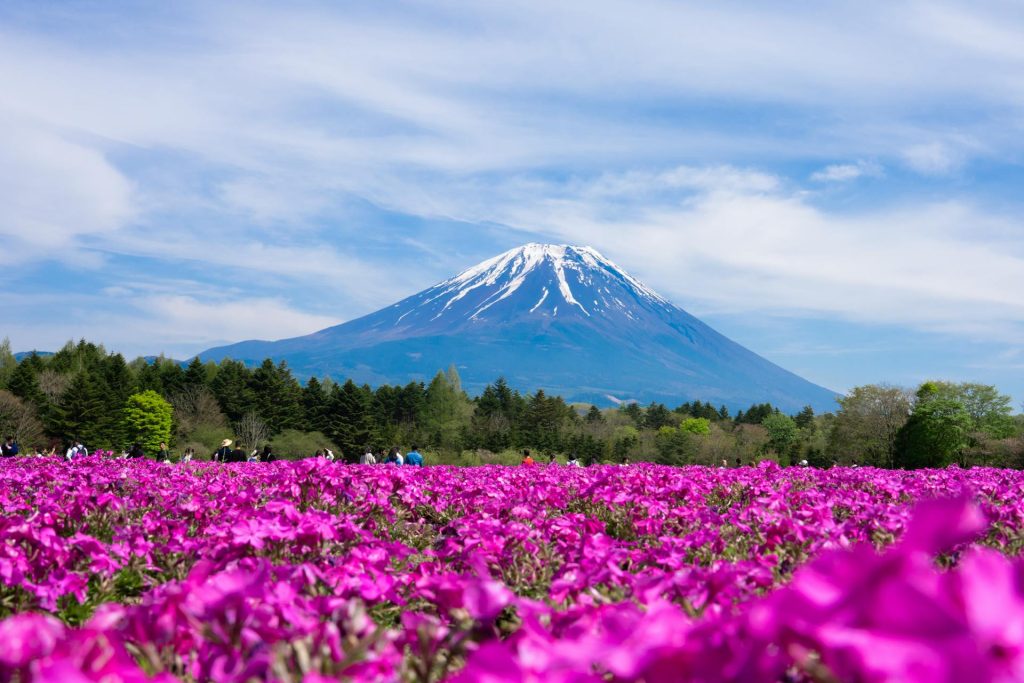Monte Fuji si tinge di rosa: 500mila fiori creano uno spettacolo irreale, le immagini fanno il giro del mondo