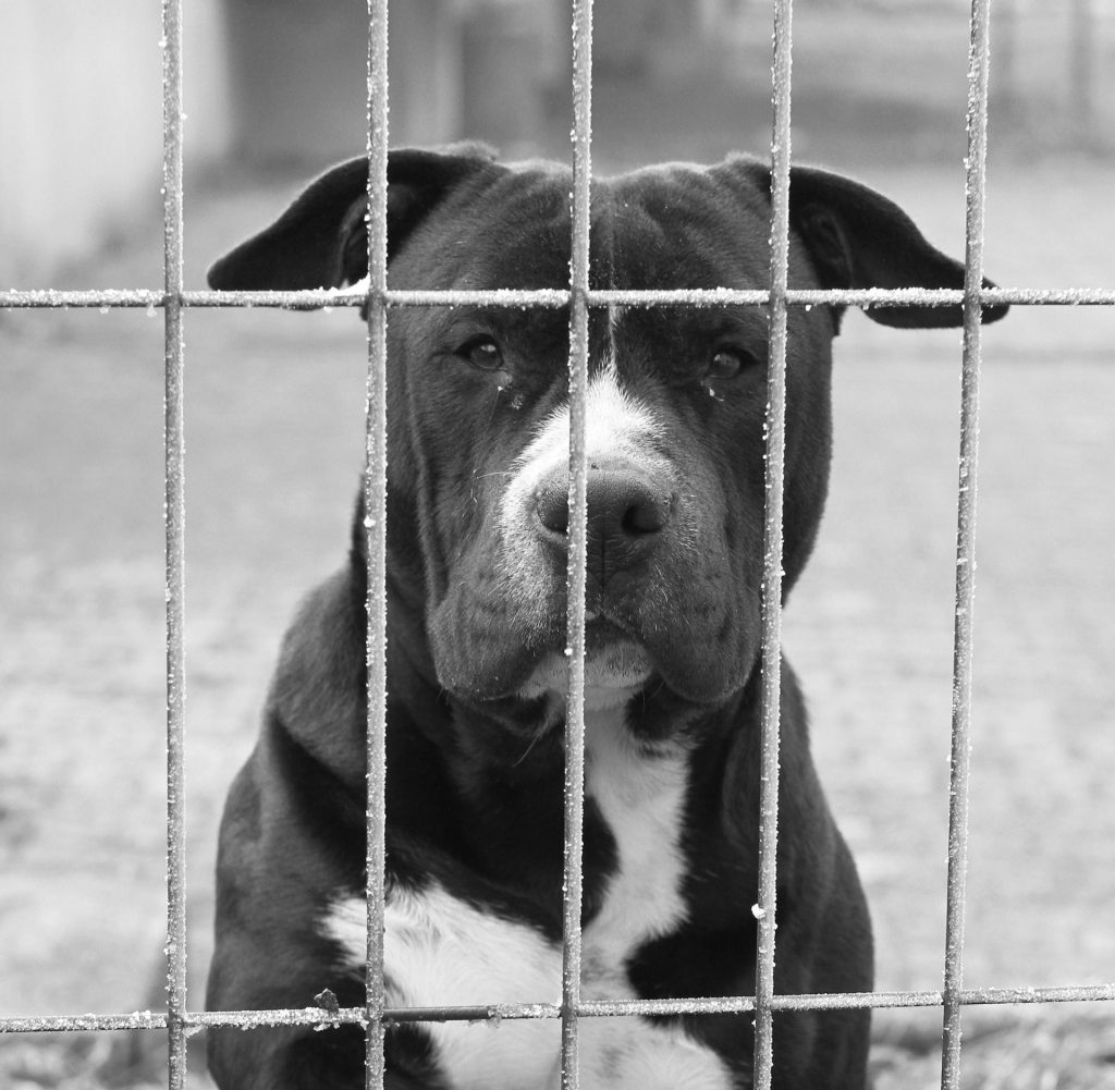 pitbull ischia aggressione donna polizia soccorsi ospedale