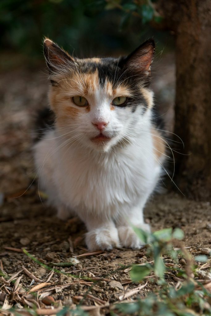 Gatto domestico primi piani miti e verità sul comportamento felino spiegati dalla scienza