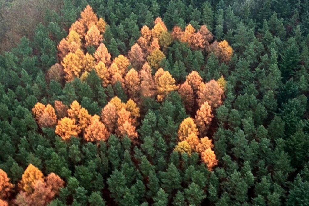 Foresta nazista in Germania: la svastica nascosta tra gli alberi per decenni Foresta nazista in Germania con svastica nascosta tra gli alberi vicino a Zernikow