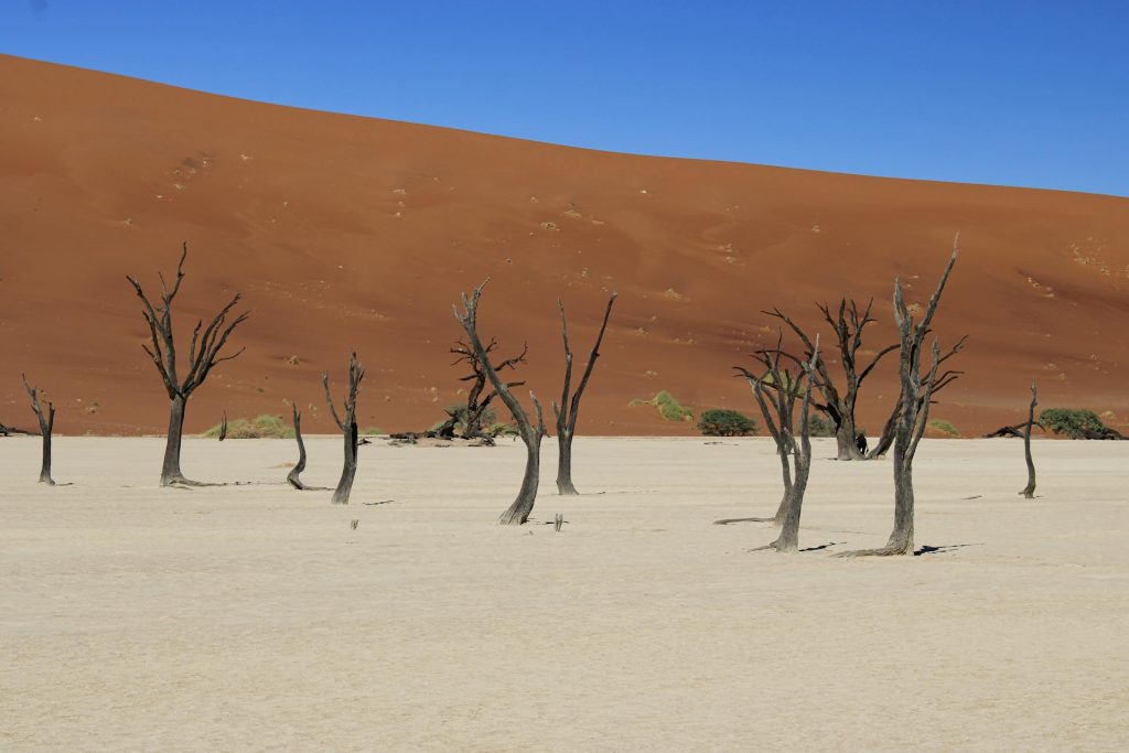 Cerchi delle fate della Namibia: il mistero dei cerchi perfetti nel deserto che la scienza sta cercando di spiegare Cerchi delle fate della Namibia nel deserto del Namib visti dall’alto