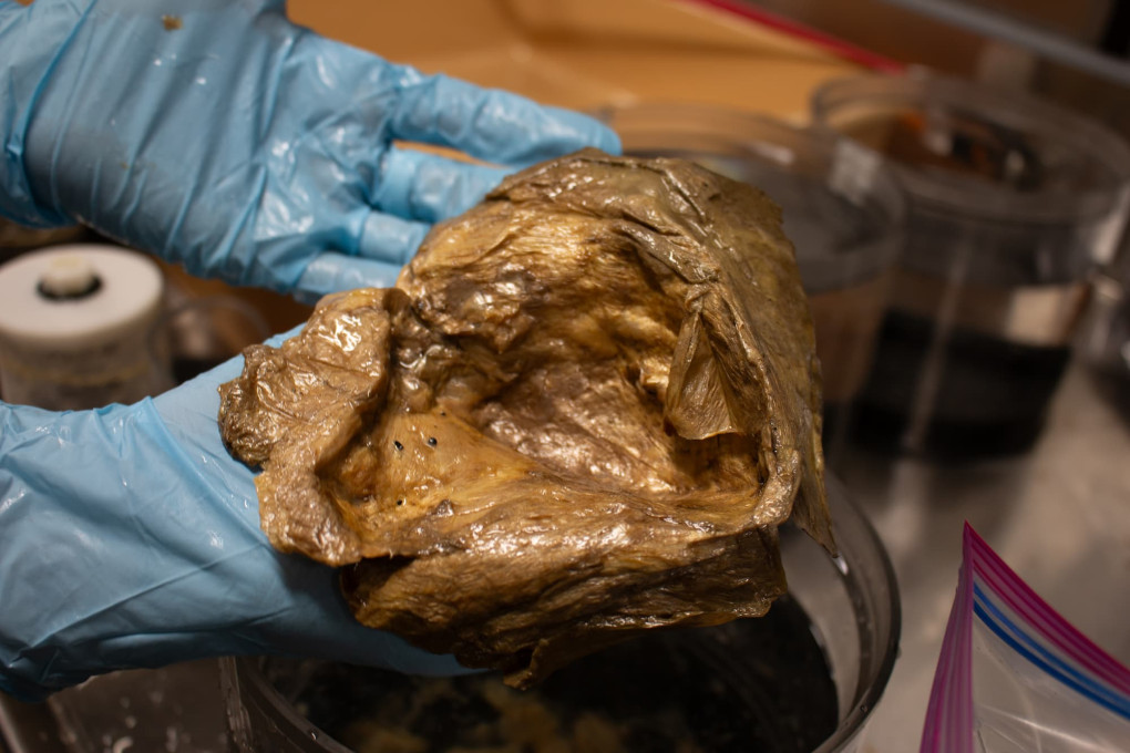 Mistero negli abissi dell’Alaska, risolta l’enigmatica sfera dorata trovata a 3.200 metri di profondità: cosa hanno scoperto davvero gli scienziati sfera dorata scoperta negli abissi del golfo dell alaska