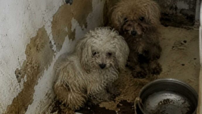 Firenze, oltre 70 cani ammassati in un appartamento all’Isolotto: cuccioli venduti online fino a 1.500 euro
