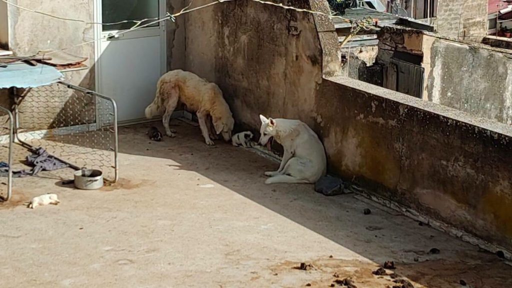 Cuccioli morti sotto il sole a Sciacca, niente domiciliari per padre e figlio: «Quattro animali lasciati sul terrazzo con oltre 40 gradi»