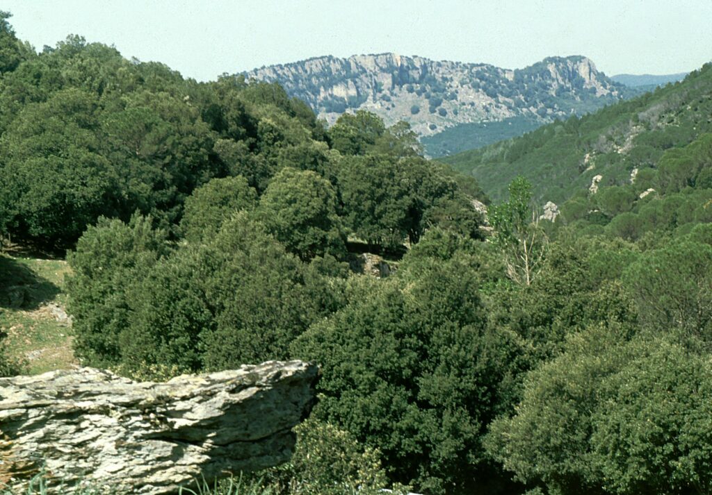 Speleologo bloccato nella grotta di Gorropeddu a Urzulei: soccorsi ancora in corso Paesaggio del Supramonte di Urzulei in Sardegna, immagine di contesto non riferita alla grotta del soccorso