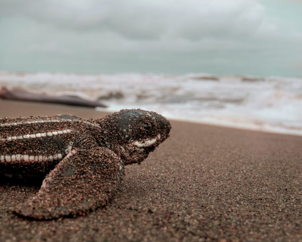Tartaruga marina sulla spiaggia, immagine di repertorio